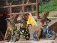 ���ձ���չ��4