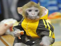 ���ձ���չ��5