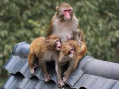 ����⨺�չʾ14