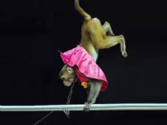 ���ձ���չ��1