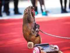 ���ձ���չ��2