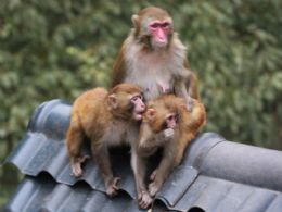 ����⨺�չʾ14